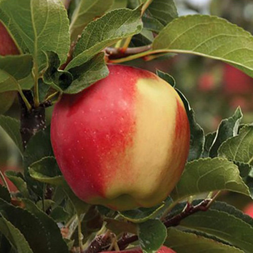 Саджанці яблуні Амброзія (привитий) - 1-річний Чернівці - фото 1