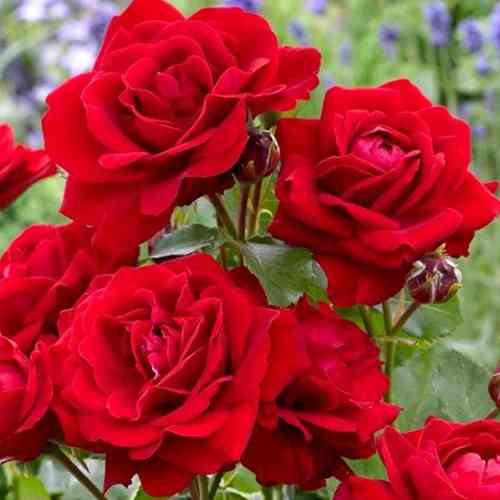 Саджанці троянд Ніна Вейбул (привитий) - 2-річний Чернівці