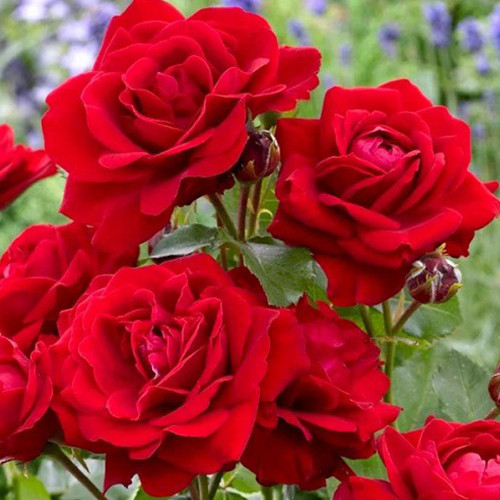 Саженцы роз Нина Вейбул (привитый) - 2-летний Черновцы - изображение 1