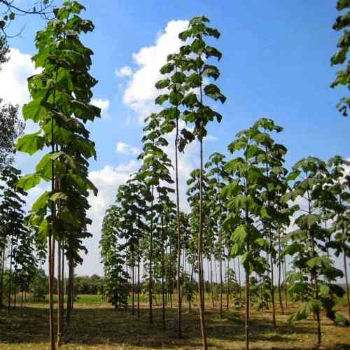 Саженцы павловнии Шан Тонг (черенкованный) - 2-летний Черновцы