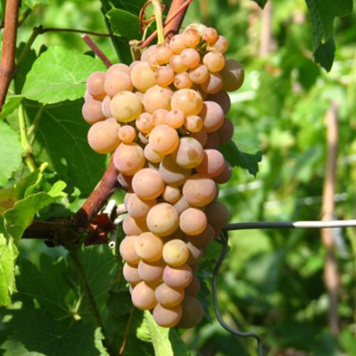 Cаджанці винограду Платовський (черенкований) - 1-річний Чернівці - фото 1