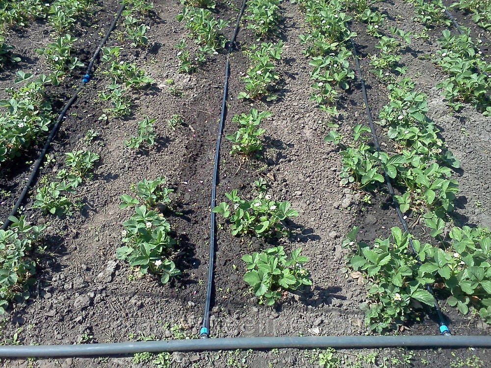 Трубка для крапельного поливу багаторічна 33см.(100м) Santehplast Харків - фото 3