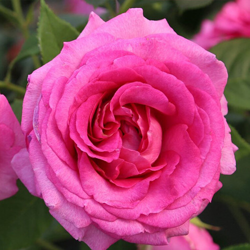 Саженцы роз Фройляйн Мария (привитый) - 2-летний Черновцы - изображение 1