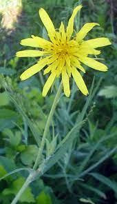 Козельці лучні (Козлобородник, Козелець), 100г master sem Киев - изображение 1