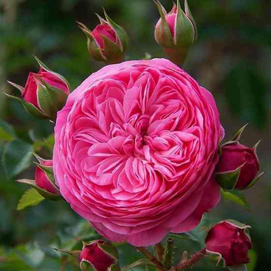 Саженцы английских пионовидных роз Леонардо да Винчи (привитый) Черновцы