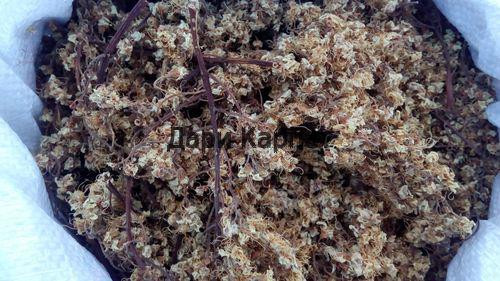 Каштан (цветок), 500г. MasterSEM Киев - изображение 1