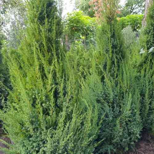 Саджанці ялівцю Обеліск (черенкований) - 3-річний Чернівці