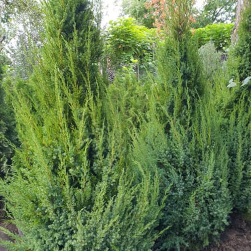 Саджанці ялівцю Обеліск (черенкований) - 3-річний Чернівці - фото 1