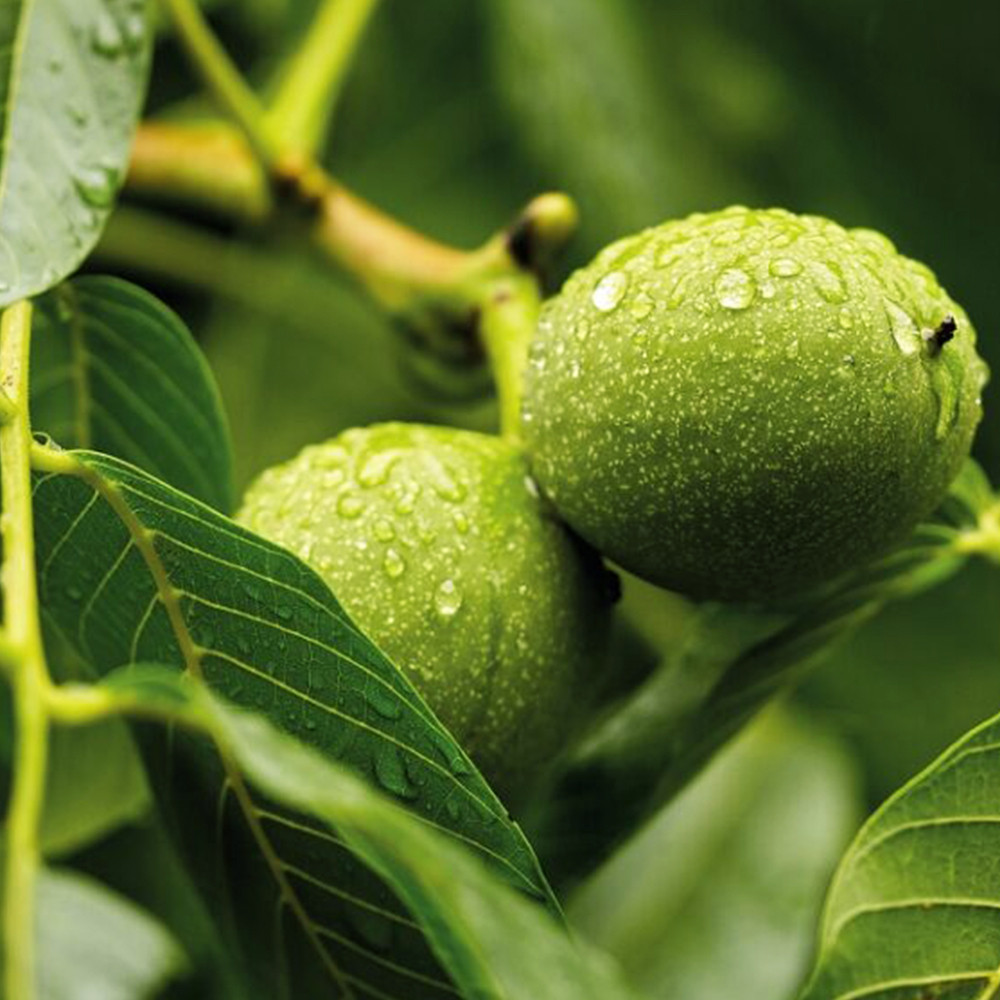 Саженцы грецкого ореха Клишковский - 3-летний Черновцы - изображение 1