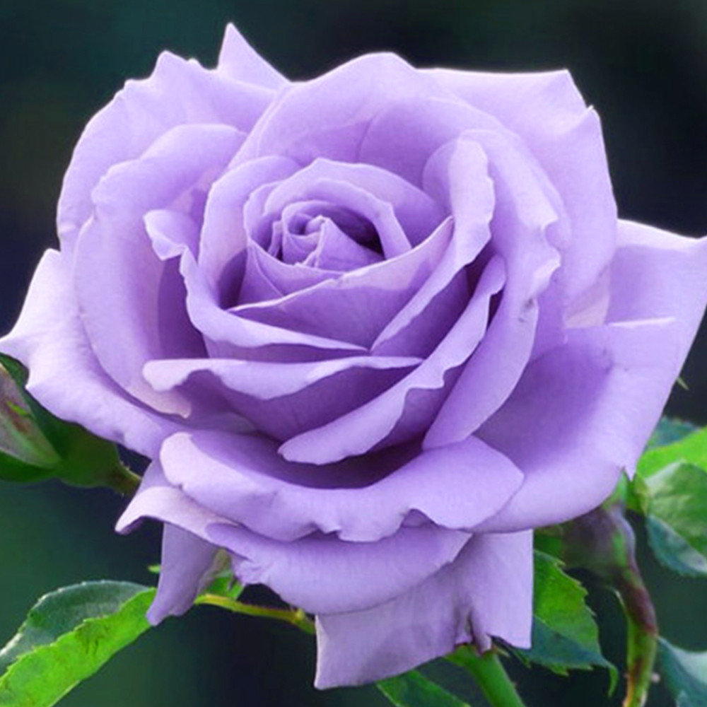 Саджанці троянд на штамбі Блакитний Ніл (привитий) Чернівці - фото 1