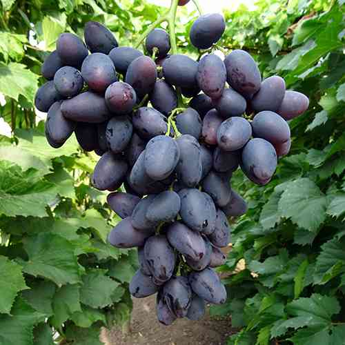 Cаджанці винограду Надія Азос (черенкований) - 1-річний Чернівці