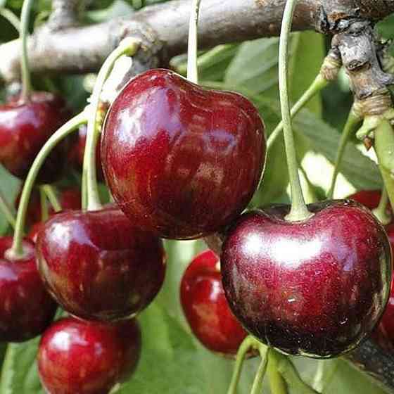 Саженцы черешни Валерий Чкалов (привита) - 1-летний Черновцы