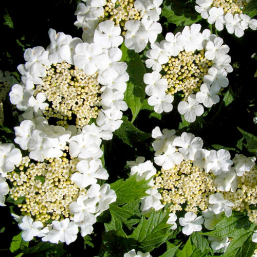 Саженцы калины Карликовая (черенкованный) - 2-летний Черновцы - изображение 1