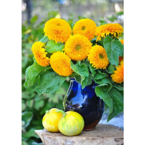 Соняшник Ведмежатко махровий 1гр Професійне насіння Житомир - фото 3