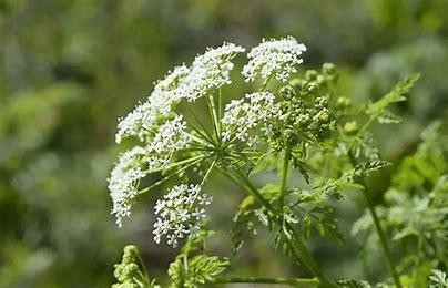 Болиголов (трава), 1кг MasterSEM Киев - изображение 1