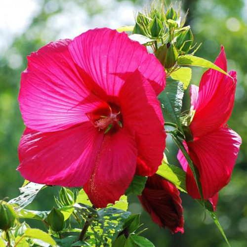 Саженцы гибискуса Рассечнолистный (черенкованный) - 1-летний Черновцы - изображение 1