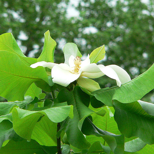 Саженцы магнолии Эша (черенкованный) - 2-летний Черновцы - изображение 1