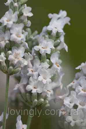 Дворічні кущі білої лаванди сорту Ellegance Snow Ірпінь