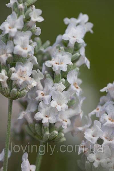 Дворічні кущі білої лаванди сорту Ellegance Snow Ірпінь - фото 1