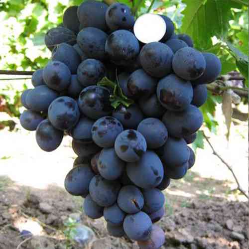 Саженцы винограда Хаджи Мурат (черенкованный) - 1-летний Черновцы