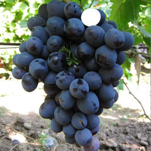 Cаджанці винограду Хаджи Мурат (черенкований) - 1-річний Чернівці - фото 1