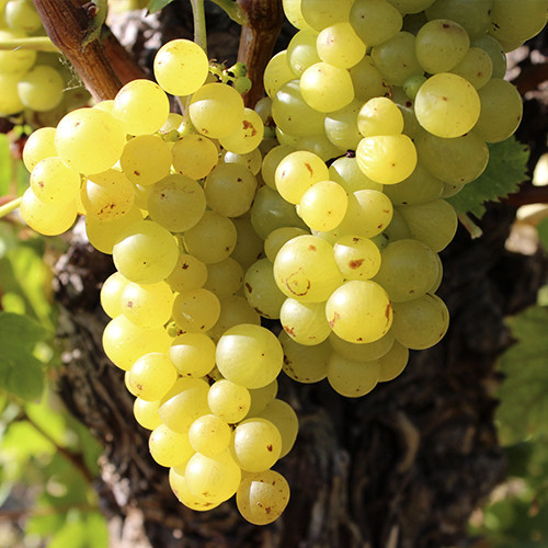 Саженцы винограда Мускат Львовский (черенкованный) - 1-летний Черновцы - изображение 1