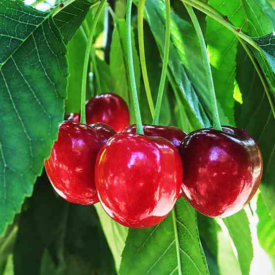 Саджанці вишні Ранній Десерт (привитий) - 1-річний Чернівці