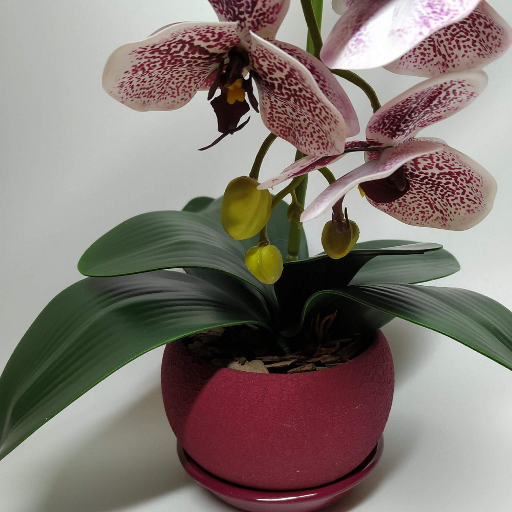 Штучна латексна орхідея VIP у бордовому керамічному кашпо на одну гілку бордовий градієнт Дніпро - фото 2