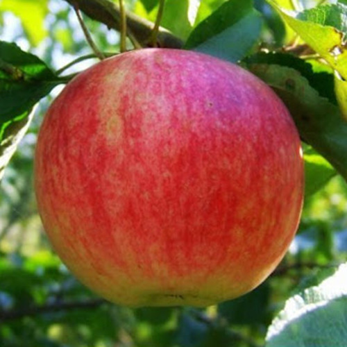 Саджанці яблуні Осіннє Смугасте (привитий) - 2-річний Чернівці - фото 1