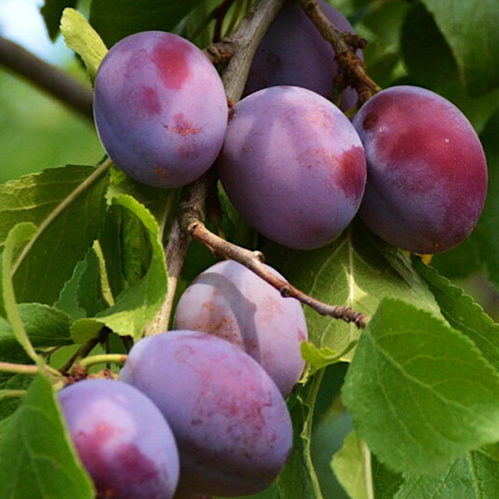 Саджанці сливи Віжен (привитий) - 1-річний Чернівці - фото 1