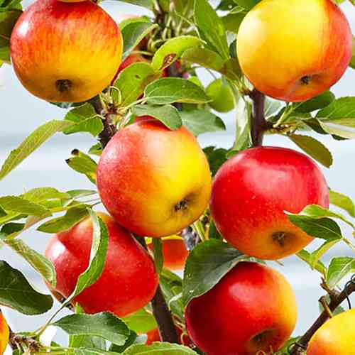 Саженцы колонновидной яблони Элита (привитый) - 1-летний Черновцы