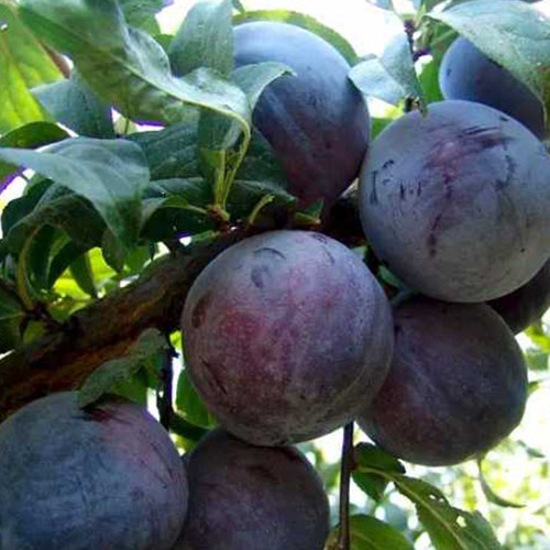 Саджанці диплоїдної сливи Фріар (привитий) - 1-річний Чернівці - фото 1