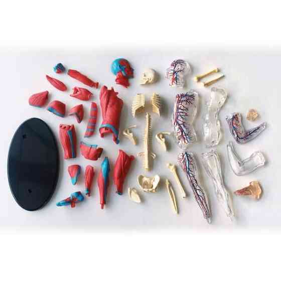 Модель м'язів і скелета людини Edu-Toys збірна 19 см (SK056) Харків