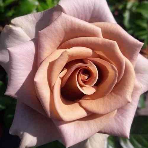 Саджанці троянд Капучіно (привитий) - 2-річний Чернівці