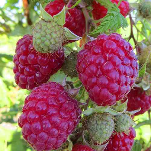Саджанці малини Каскад Делайт (черенкований) - 1-річний Чернівці