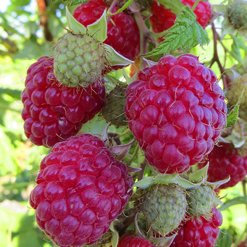 Саджанці малини Каскад Делайт (черенкований) - 1-річний Чернівці - фото 1