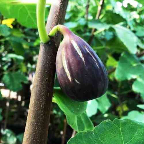 Саженцы инжира Наполитано (черенкованный) - 2-летний Черновцы