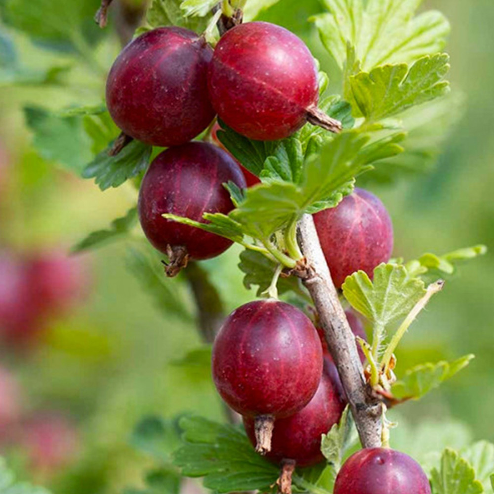 Саженцы крыжовника Хиннонмаки Рот Черновцы - изображение 1