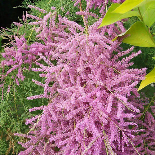 Саджанці тамариксу Глоу (черенкований) - 2-річний Чернівці - фото 1