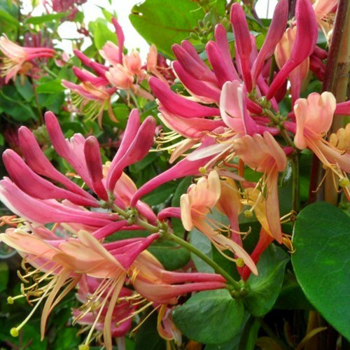 Саженцы жимолости Каприфоль (черенкованный) - 3-летний Черновцы - изображение 1