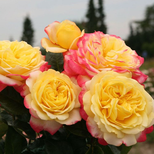 Саджанці троянд Кордес (привитий) - 2-річний Чернівці - фото 1