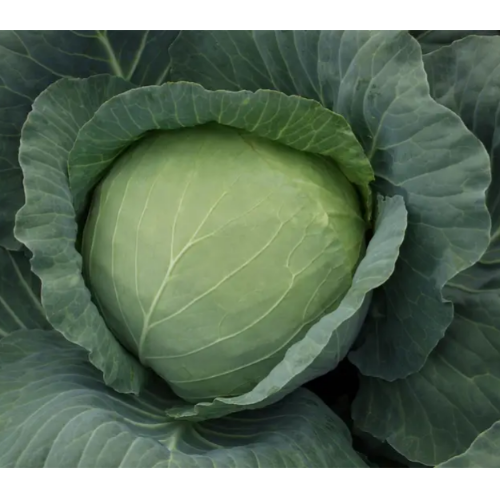 Капуста білоголова Харківська зимова 1гр Смачний Житомир - фото 2