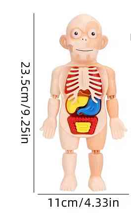 Модель анатомії тіла людини 3 D пазл навчальна іграшка для дітей 23 см різнокольоровий Київ