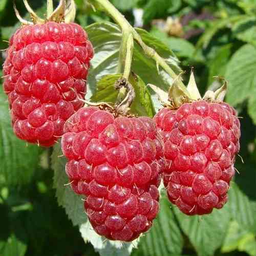 Саджанці малини Квелі (черенкований) - 1-річний Чернівці