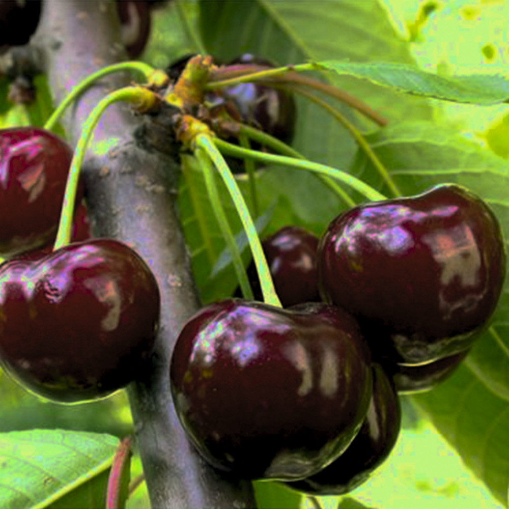 Саженцы черешни Крупноплодная (привита) - 2-летний Черновцы - изображение 1