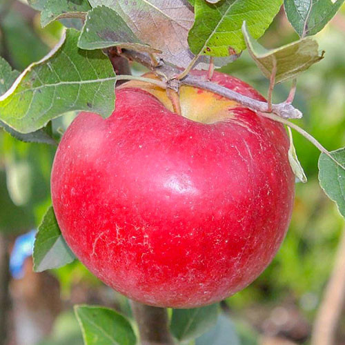 Саджанці яблуні Карамельна (привитий) - 1-річний Чернівці - фото 1