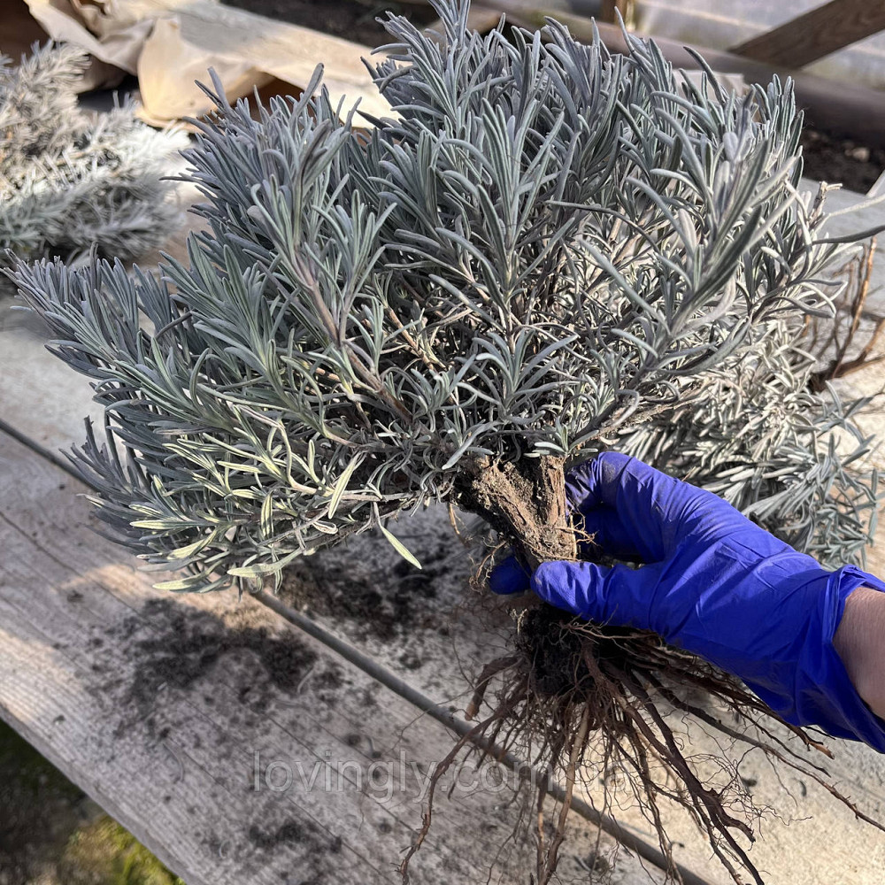 Однорічні саджанці лавандину Гроссо з відкритою кореневою системою Ірпінь - фото 7