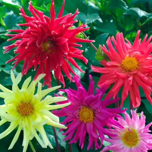 Жоржина Зірковий карнавал суміш голчаста 0,2гр Професійне насіння Житомир