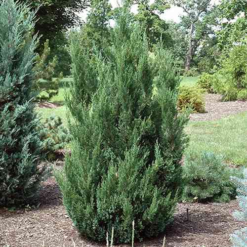 Саженцы можжевельника Монарх (черенкованный) - 3-летний Черновцы