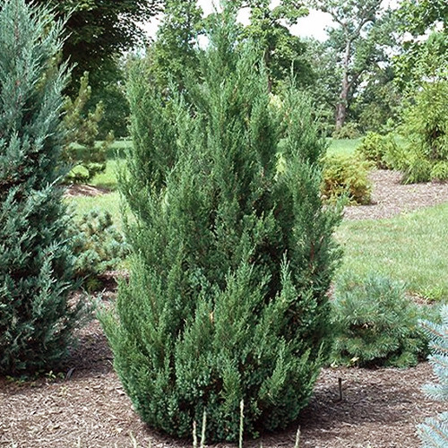 Саженцы можжевельника Монарх (черенкованный) - 3-летний Черновцы - изображение 1